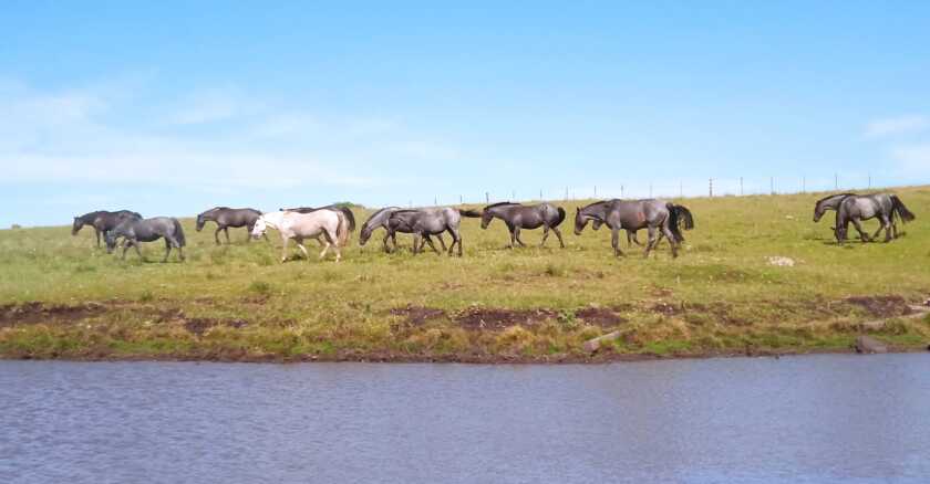 La entablada es una tropilla históricamente de trabajo. En el medio del campo, sin riendas ni corrales suficientes, los gauchos utilizaban este método para enseñarle a los caballos a seguir a una yegua madrina, la que lleva el cencerro.