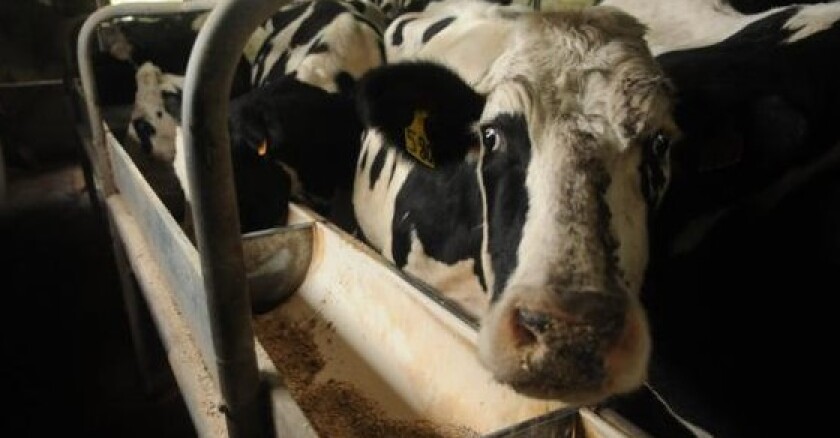 Tambo. Vaca lechera en tambo. Foto: El País.