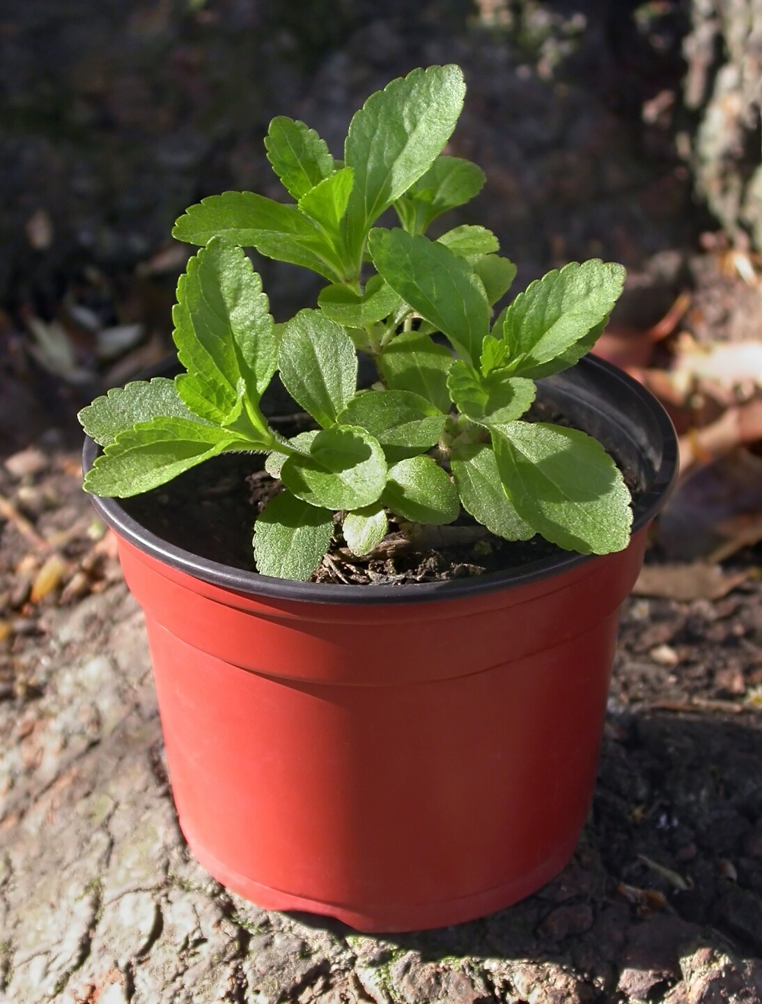 Planta de stevia.jpg