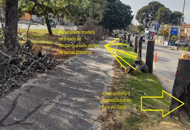 Problemas en árboles que retiró la IMM en Avenida Italia y Caldas.