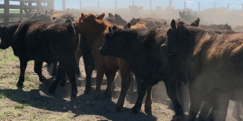 Previa Plaza Rural  agosto 2025.jpg