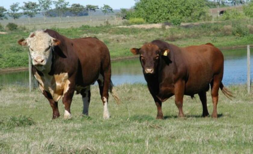 toros
