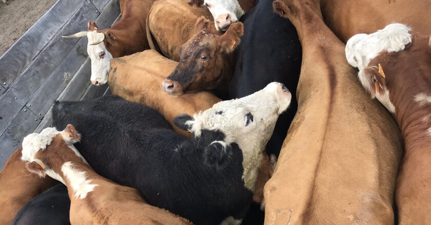 Ganado, ganadería, ganado en manga. Foto Manuela García Pintos