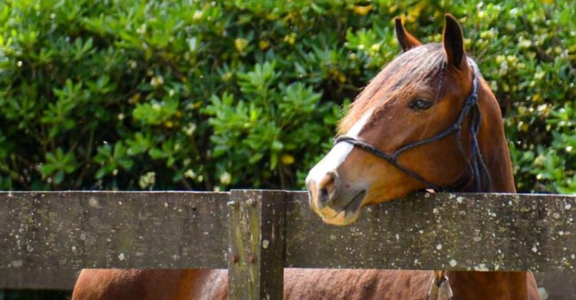 Criollos Primavera.jpg