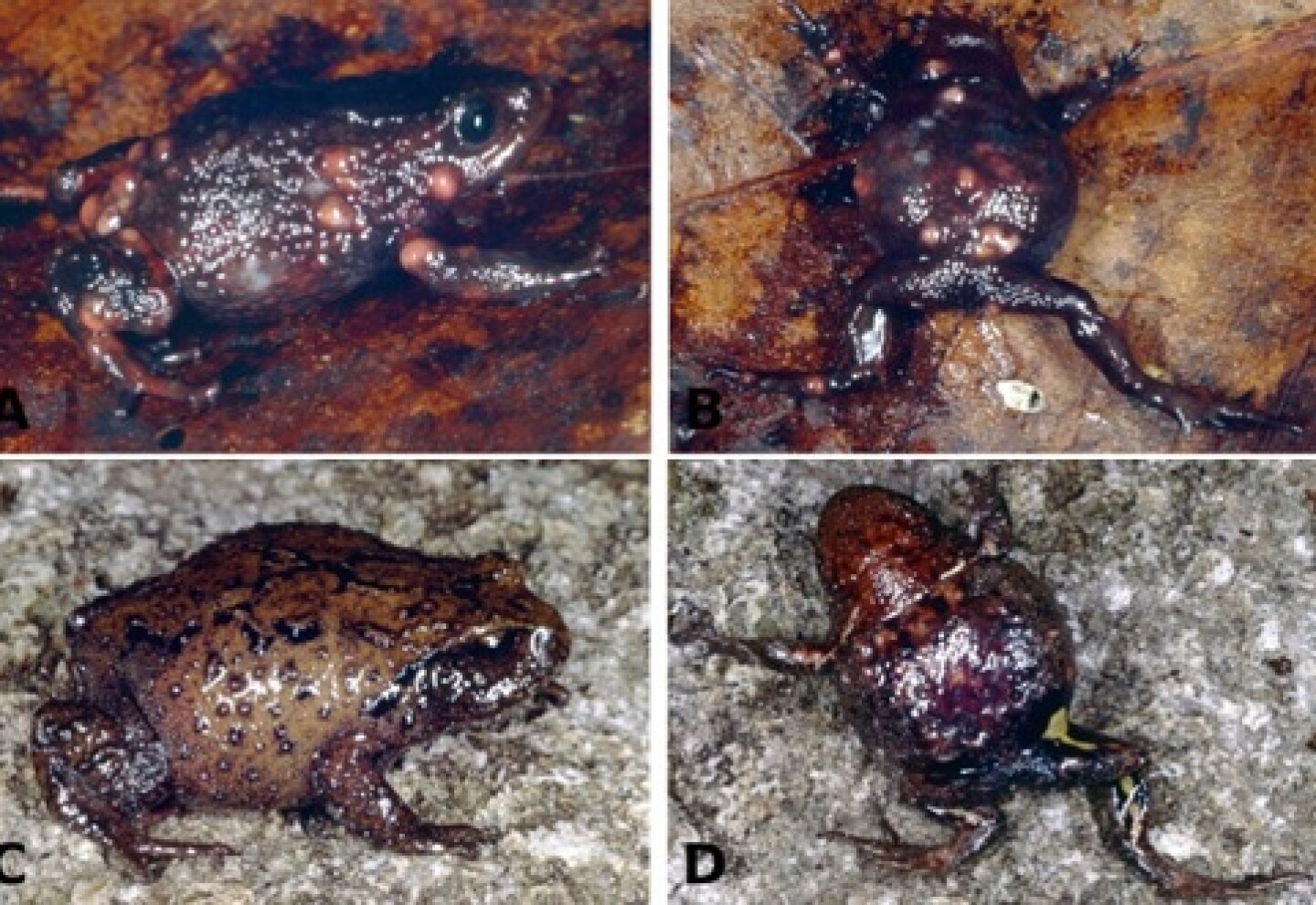 Botetes Ranas Descubren cuatro especies nuevas de ranas en parque nacional de Perú ...