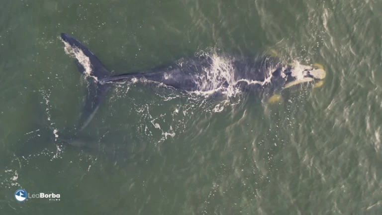 Ballenas en Rocha
