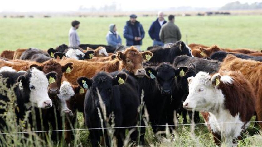 Vacas en La Nación Ganadera. Foto: Mauro V. Rizzi - La Nación