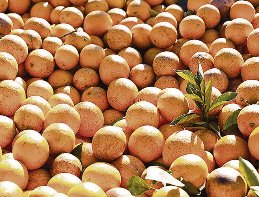 Florida Citrus Crops Endangered By U.S. Cold Snap