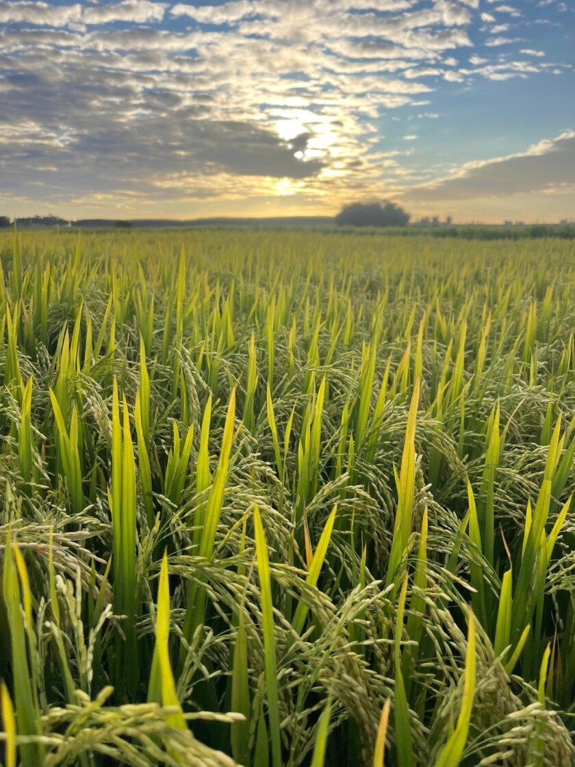 Arroz.