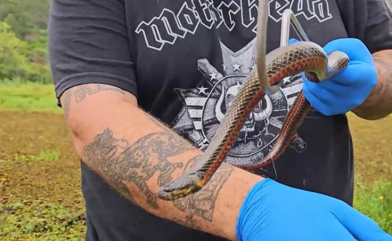 Liberación Culebra Del Agua En Maldonado