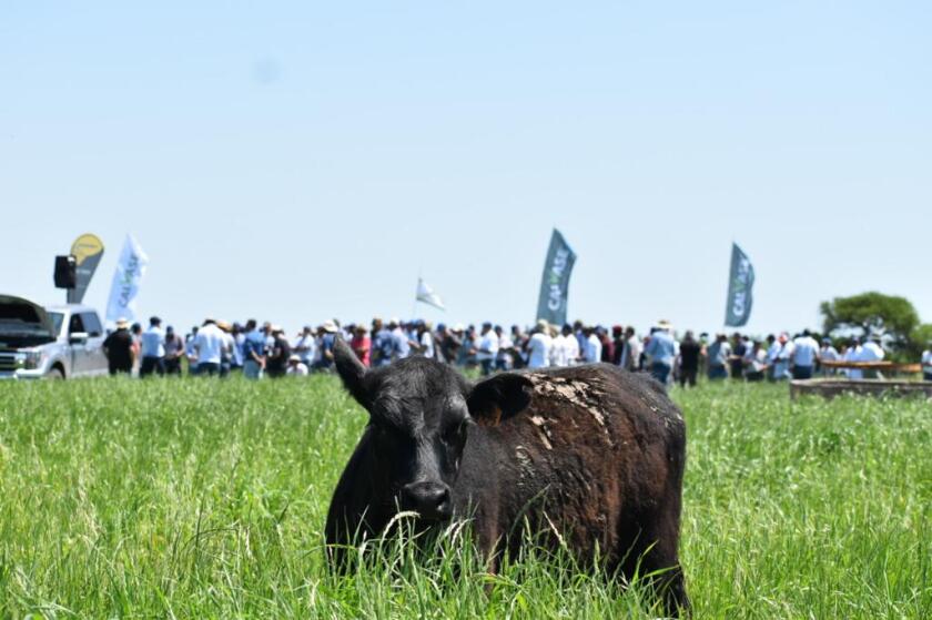 El Senador Da Silva, Horacio Rodríguez y Marcelo Secco dieron su visión del rubro.