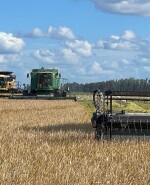 Chacra de arroz de Santiago Ferrés