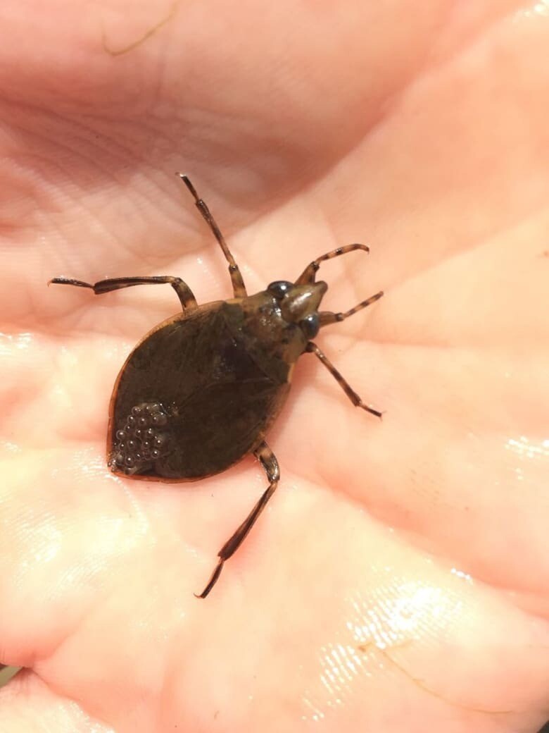 “Explosión demográfica de chinches agua”: qué son los insectos que aparecieron en balcones del AMBA y cuándo desaparecerá