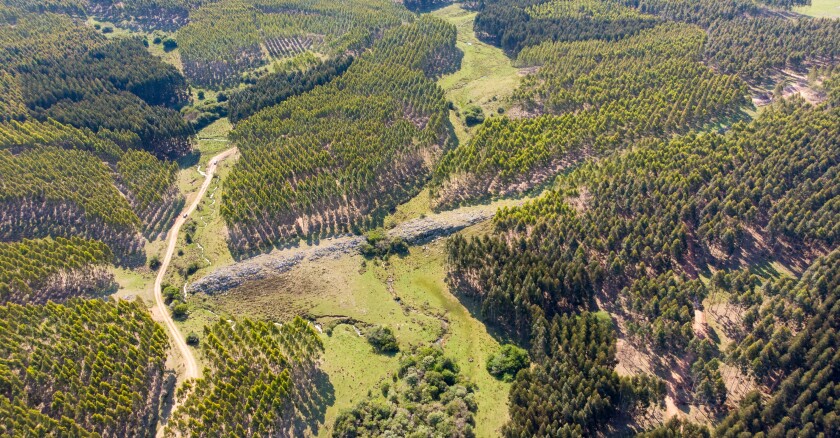 Forestación - Sociedad de Productores Forestales