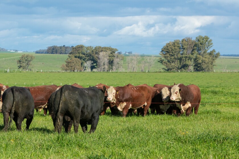 Toros.