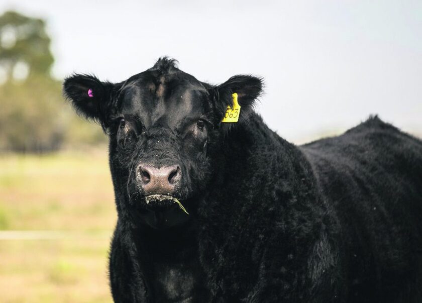 toro-angus-1024x735.jpg