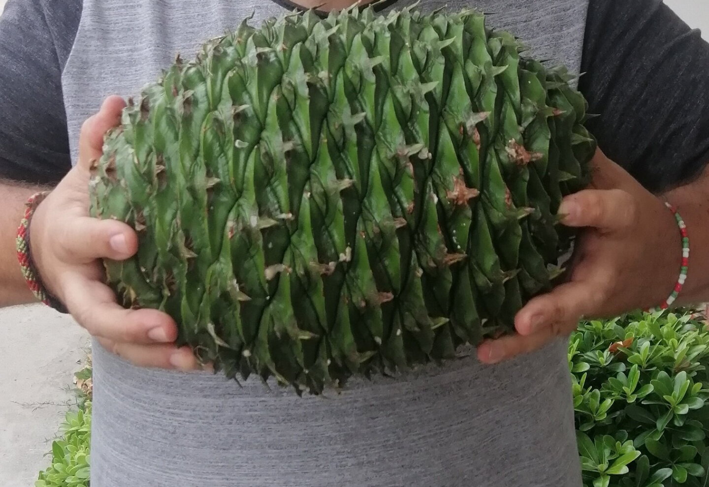Newton no hubiese contado el cuento: piñas de hasta 7 kilos caen en ...