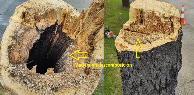 Madera en descomposición de los árboles retirados de Avenida Italia y Caldas.