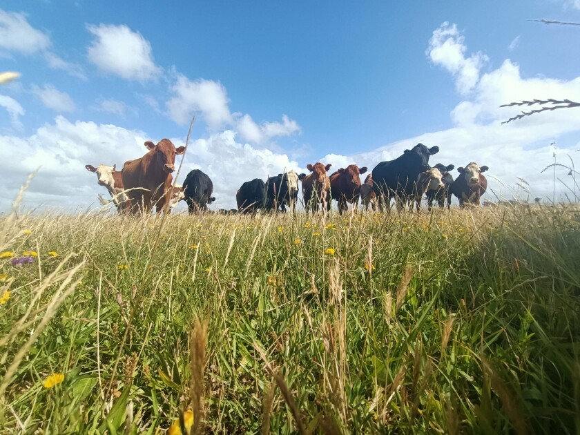 Campo natural
