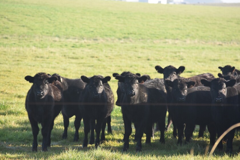 Ganado Angus en pradera.