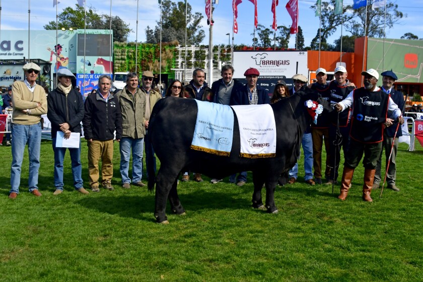 Gran Campeona Brangus de cabaña Macedo