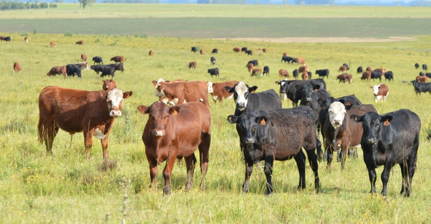 ganado, vacunos, ganadería