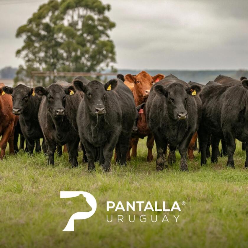 Previa PU 13 de mayo .jpg