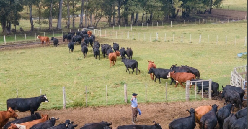 Ganado Plaza Rural