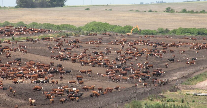 Feedlot