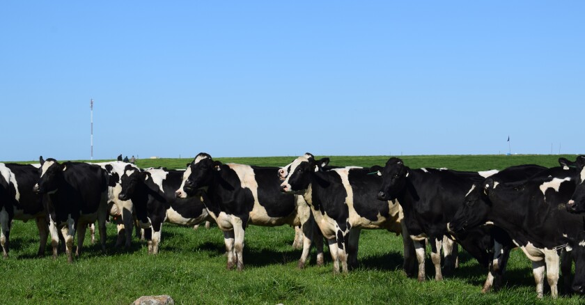 Lechería, tambo, vacas lecheras, Holando