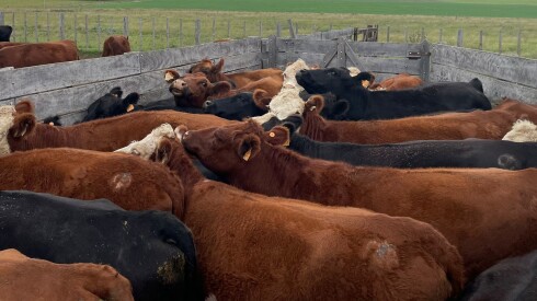 Ganado en tubo ok.jpg