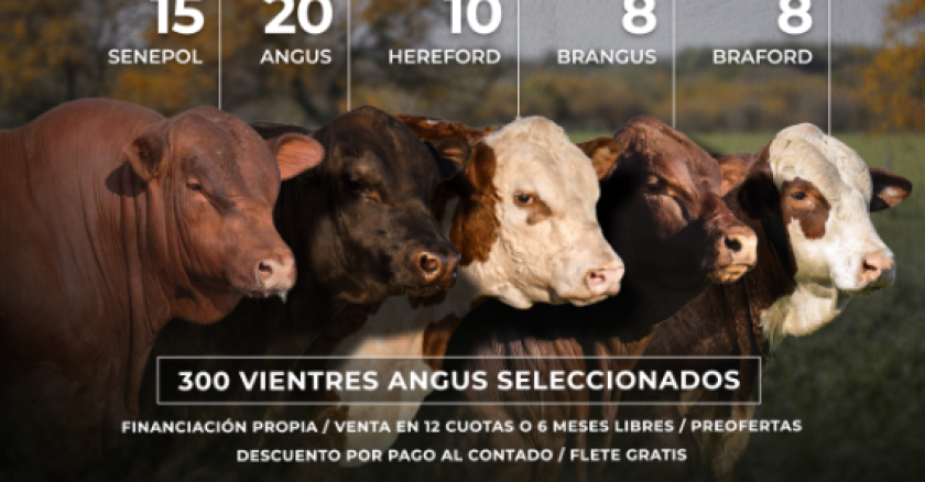 Remate toros de Villa Haydee y Vasco Pampeano.