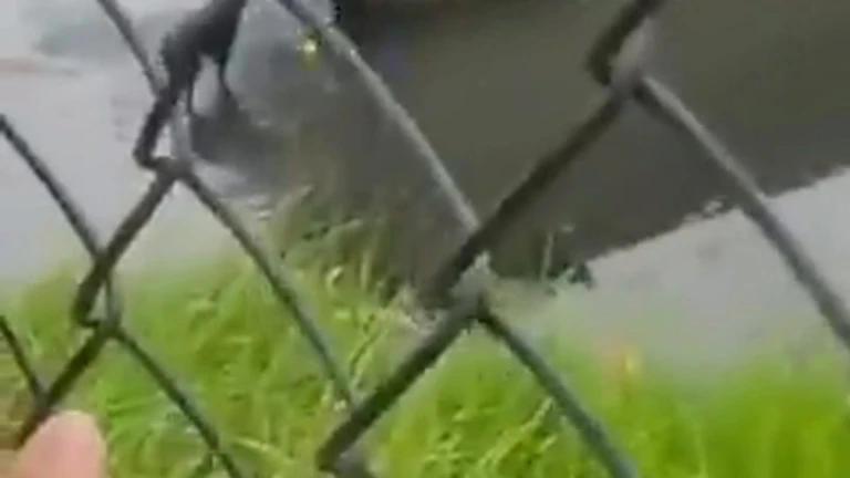 Rescate a un cachorro que cayó en un canal de agua