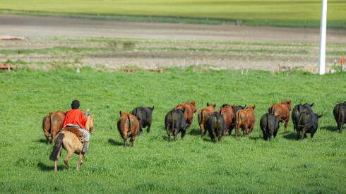 Toros se van.jpg