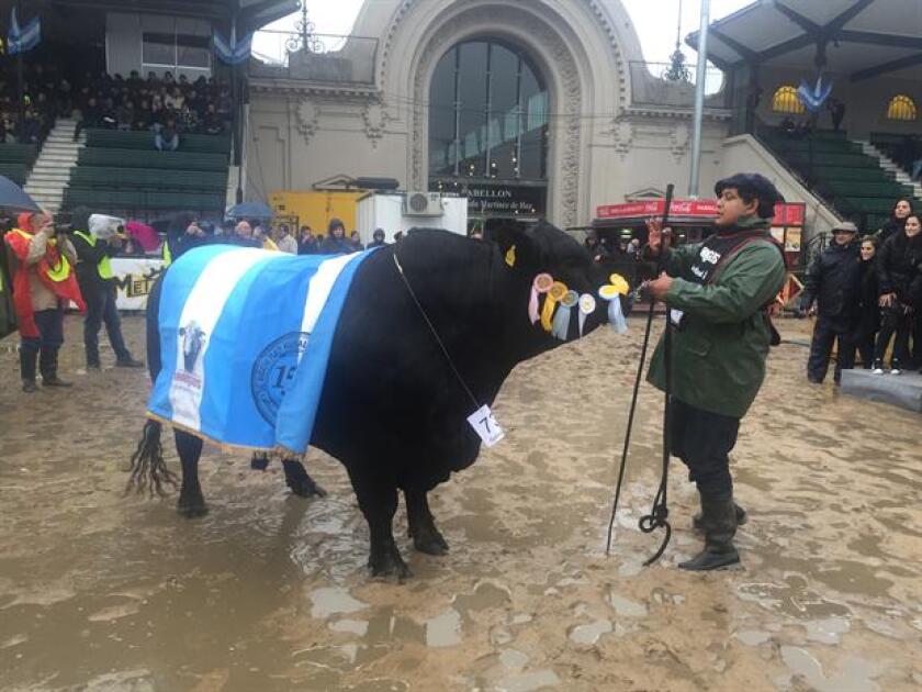 El Gran Campeón Macho Brangus. Foto: La Nación