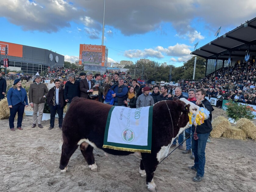 El veterinario Santiago Bordaberry Herrán fue el encargado de jurar a la raza Hereford. Otra vez, porque ya lo hizo -y muy bien- en 2018. Está vez lo acompañó el Ing. Agr. Leandro Oholeguy Astore como secretario. El Gran Campeón fue expuesto por Fernando Castillo, de La Camila.