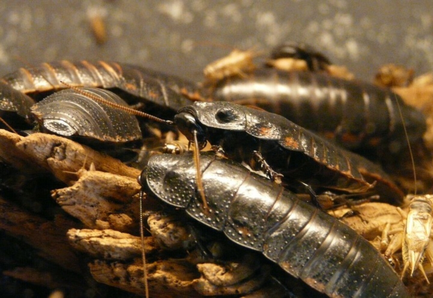 Cucarachas.