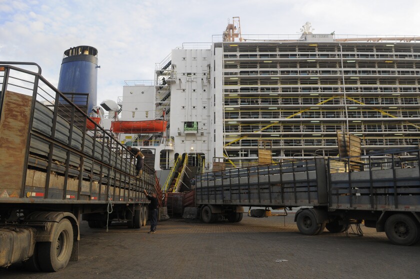 Exportacion de ganado vacuno