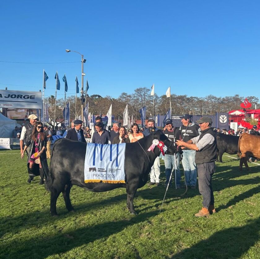 Reservada Gran Campeona Angus 2025.