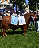 Gran Campeon Brangus Los Tordos S. en C.