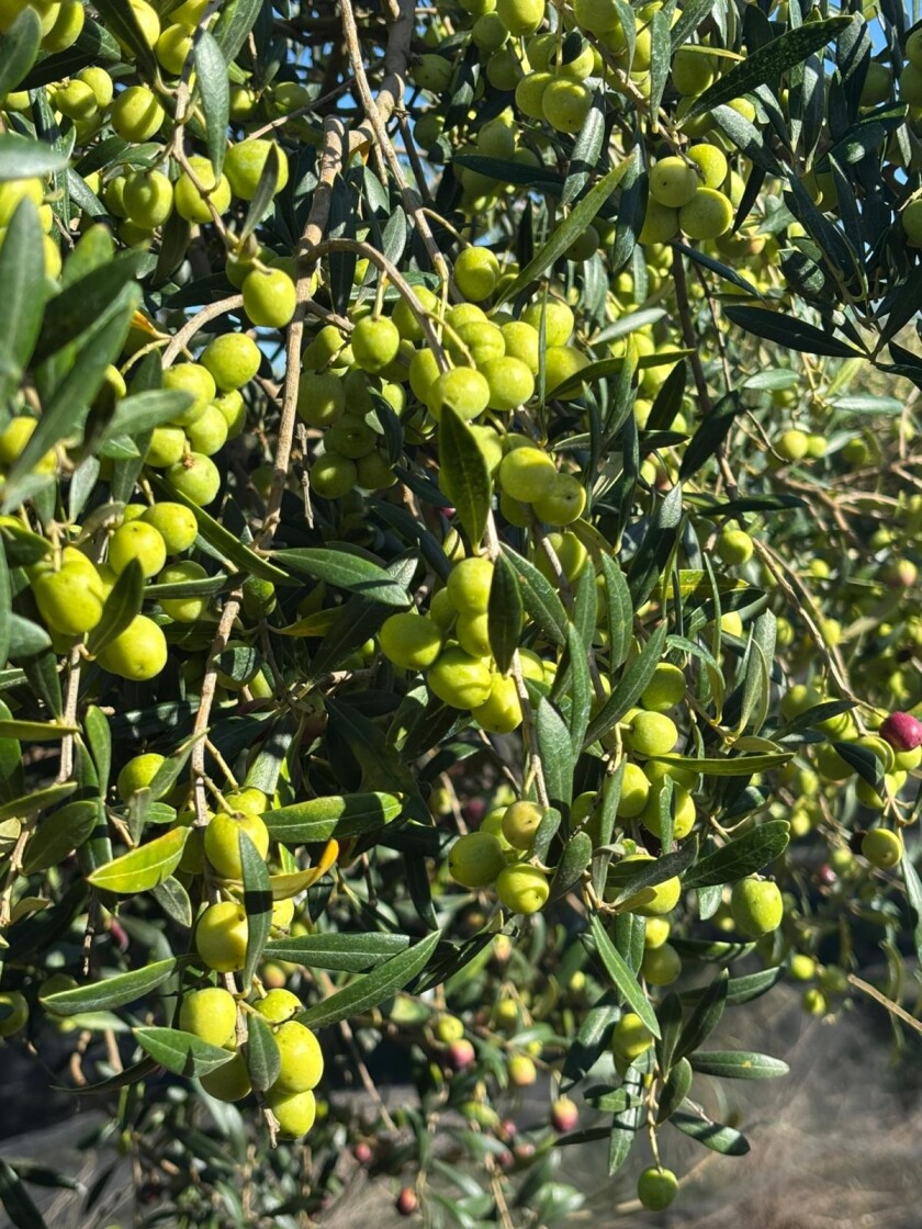 Olivos.