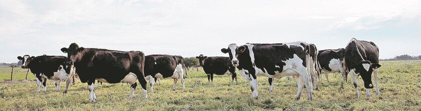 lecheria-ok.jpg