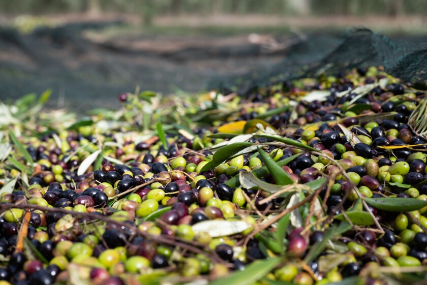 Aceitunas