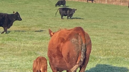 ganado en el campo.jpg