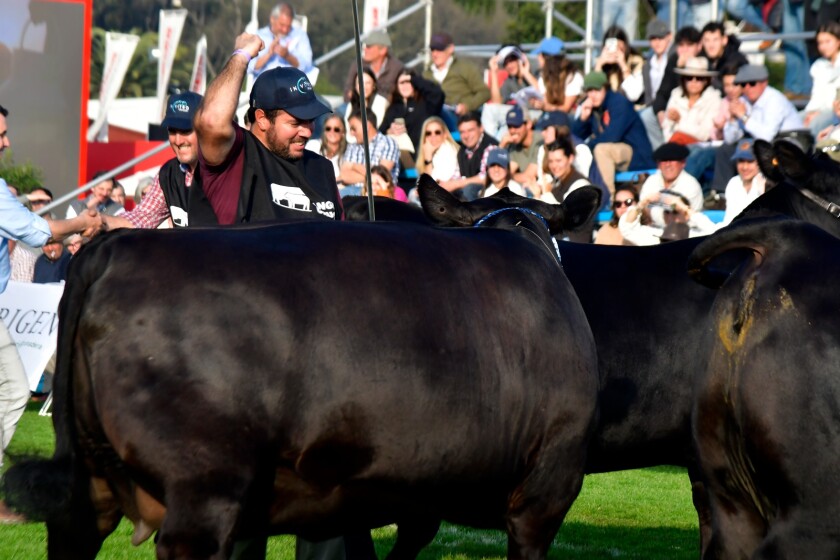 Gran Campeona: Campeona Vaca: de San Gregorio Ganadera, Cañada Santa María y cabaña La Reserva de Mariano Castro