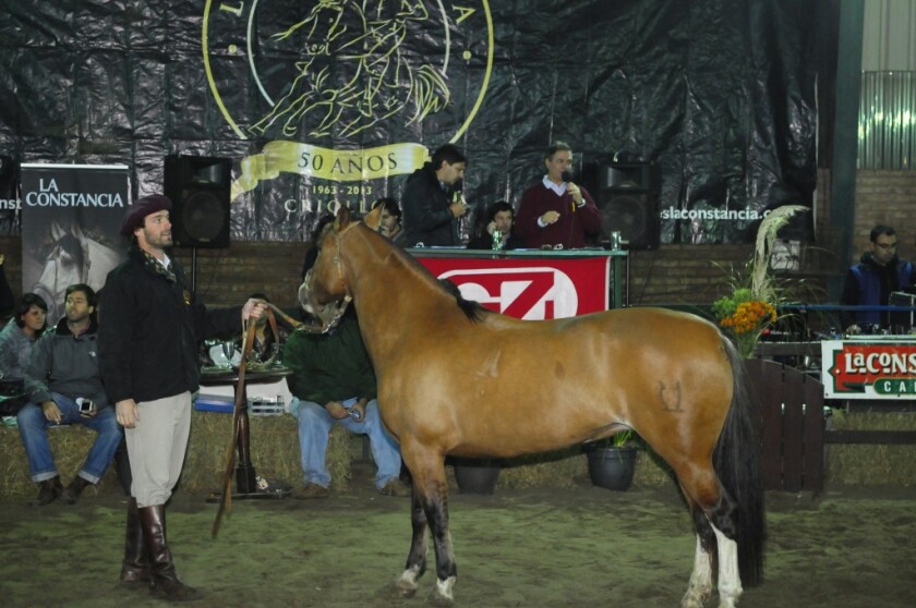 Remate de caballos de La Constancia de Zambrano, ND 20160425, foto Fernando Ponzetto