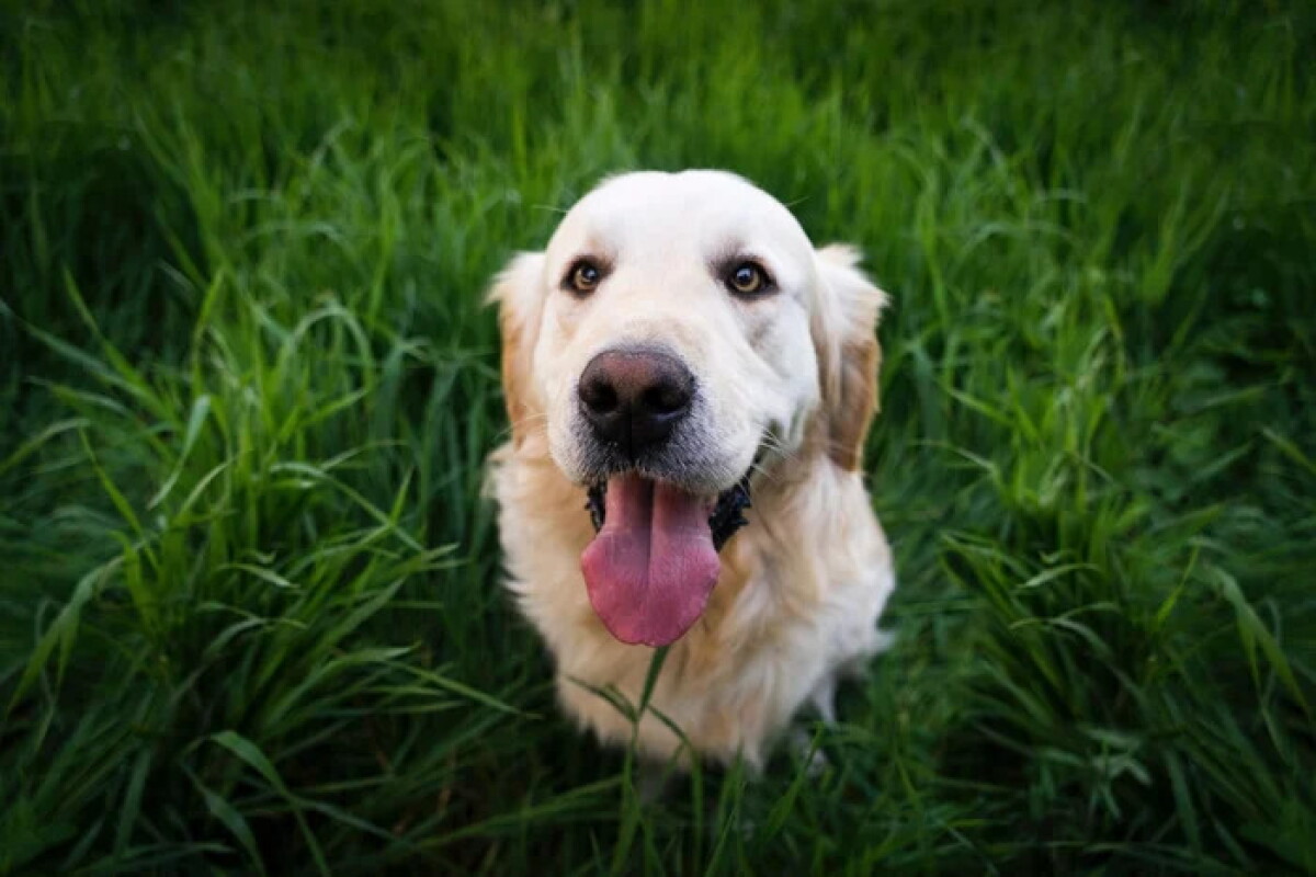 Por qué los perros lamen a sus dueños: las razones detrás de este comportamiento