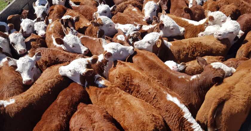 WhatsApp Image 2020-10-30 at 12.24.53.jpeg