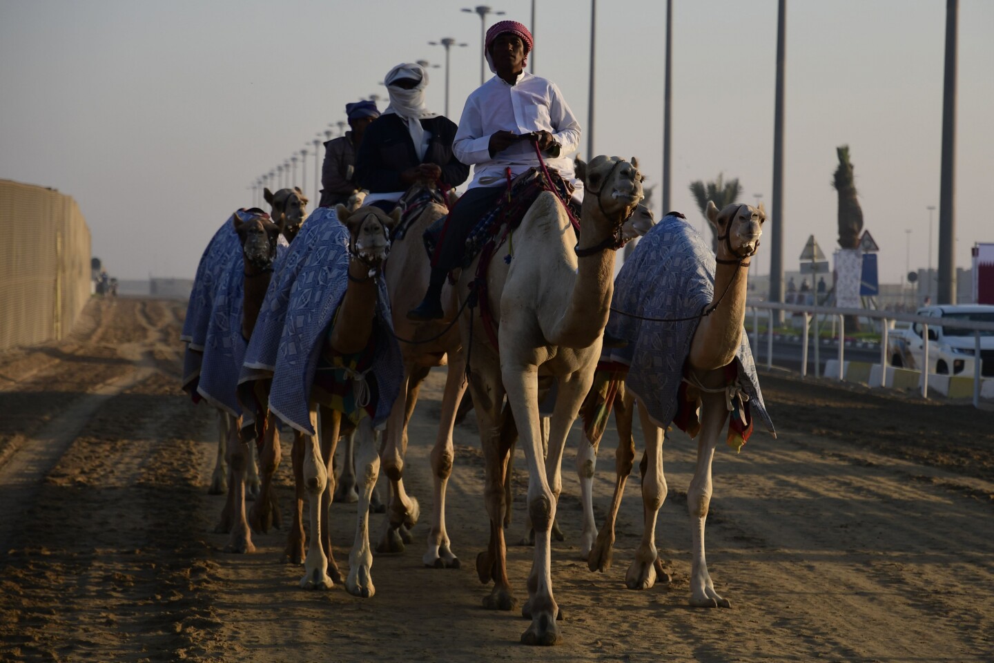 Las carreras de camellos, la pasión que mueve a los qataríes. Foto: Nicolás Pereyra.