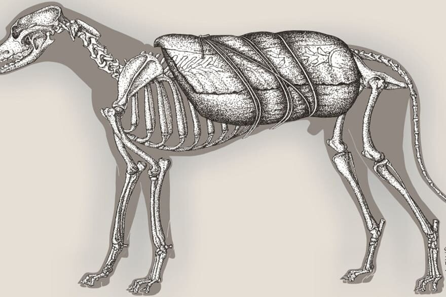 Ilustración del primer perro de carga hallado en la Patagonia.